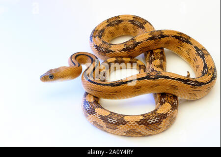 Captive Northern Trans-pecos Ratsnake, subocularis Bogertophis subocularis () Stockfoto