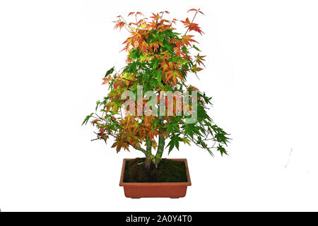 Bonsai Japanischer Ahorn (Acer palmatum) isolaed auf weißem Hintergrund Stockfoto