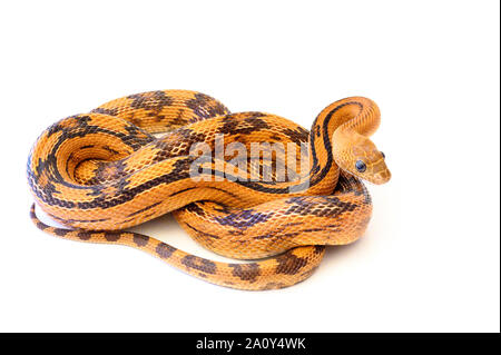 Captive Northern Trans-pecos Ratsnake, subocularis Bogertophis subocularis () Stockfoto