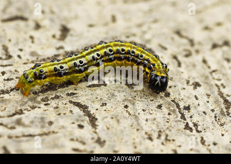 Makro Bild von Cydalima perspectalis Caterpillar (die Box Tree Motten) Stockfoto