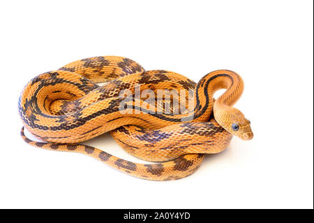 Captive Northern Trans-pecos Ratsnake, subocularis Bogertophis subocularis () Stockfoto