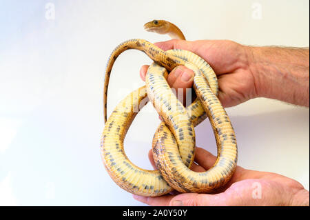 Captive Northern Trans-pecos Ratsnake, subocularis Bogertophis subocularis () Stockfoto