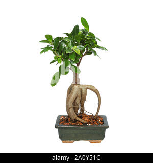 Büro bonsai Ficus Ginseng auf weißem Hintergrund für Ihr Design (Ficus retusa) Stockfoto