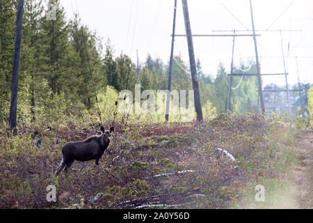 Junge (einjährigen) Elk leitet den Abbau unter der Hochspannungsleitung in die Tiefen nördlichen Wäldern. Migration von Elche im Frühjahr Stockfoto