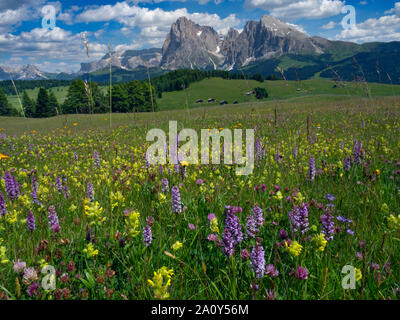 Seiser Alm Dolomiten Plateau grösste alpine Wiese in Europa Berge von Langkofel Gruppe im Hintergrund Stockfoto