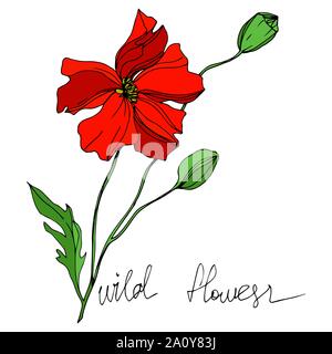 Vektor Wildblumen Blumen botanischen Blumen. Wild Federblatt wildflower isoliert. Schwarz und weiß eingraviert Tinte Art isoliert Blüten Illustration ele Stock Vektor