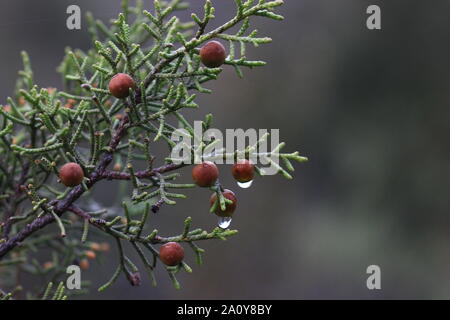 Eine cade Wacholderbeeren (Juniperus oxycedrus) Branche langsam entledigt sich einen kurzen Winter regen am Heiligabend in der Garrigue im Süden von Frankreich. Stockfoto