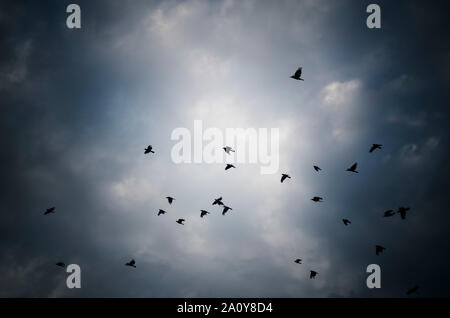 Spatzennest gegen Moody blue sky Stockfoto