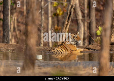 Royal Bengal Tiger oder Panthera tigris Tigris in der Nähe von Gewässer auf Pench Nationalpark, Indien Stockfoto