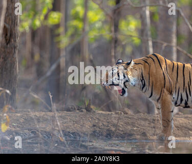 Royal Bengal Tiger oder Panthera tigris Tigris Gähnen auf Pench Nationalpark, Indien Stockfoto