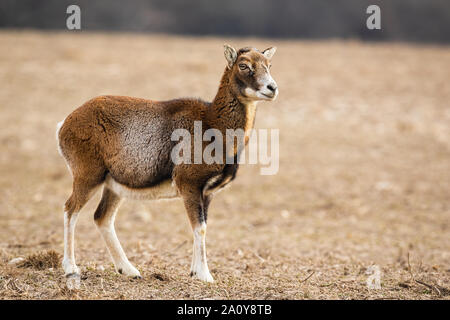 Weibliche Mufflon ständigen alarmiert auf einer Wiese im Winter beiseite. Stockfoto