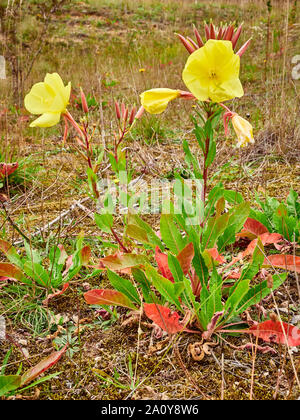 Gemeinsame Nachtkerze (Oenothera biennis) gelbe Blumen wachsen mit Rauceby Warren ein Lincolnshire Wildlife Trust Naturschutzgebiet Stockfoto