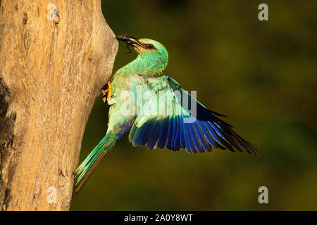 Europäische roller Holding Frosch im Schnabel und der Landung auf nest Jungen zu füttern. Stockfoto