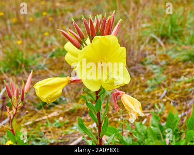 Gemeinsame Nachtkerze (Oenothera biennis) gelbe Blumen wachsen mit Rauceby Warren ein Lincolnshire Wildlife Trust Naturschutzgebiet Stockfoto