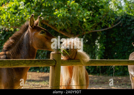 Esel und Pony essen lässt. Porträt. Grünes Gras, Sommer, Tag. Um Spritzer Tanten in verschiedene Richtungen. Stockfoto