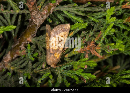 Frosted Orange Moth (Gortyna flavago) in Ruhe Stockfoto