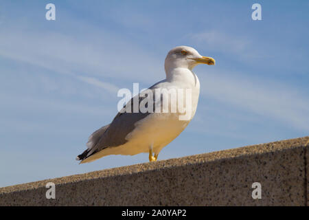 Yellow-legged Gull (Larus michahellis), die an der Wand gehockt Stockfoto