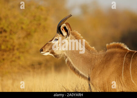 Porträt eines jungen männlichen Kudu Antilope (Tragelaphus strepsiceros), Krüger Nationalpark, Südafrika Stockfoto