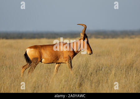 Ein Rotes Hartebeest (Alcelaphus buselaphus) im offenen Grasland, Mokala National Park, Südafrika Stockfoto