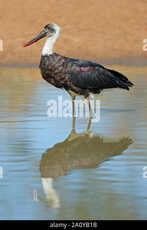 Woolly-necked Stork (Ciconia episcopus) stehen im flachen Wasser, Südafrika Stockfoto