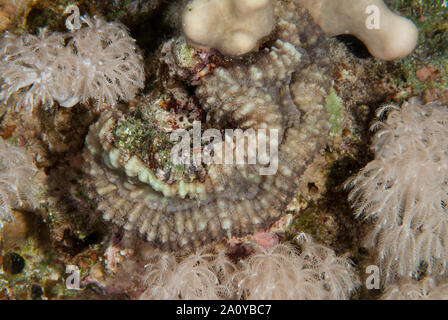 Gelappte cactus Coral oder Gehirn Wurzel Coral, Lobophyllia sp., Mussidae, Sharm el Sheikh, Rotes Meer, Ägypten Stockfoto
