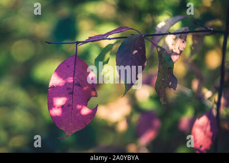 Wild Plum Blätter im Herbst Farben Stockfoto