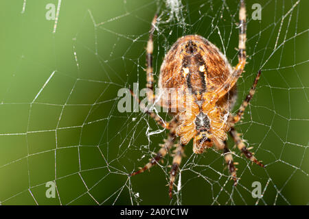 Ein großes Kreuz Spinne sitzt im Web ihre Spinne und lauert auf Beute Stockfoto