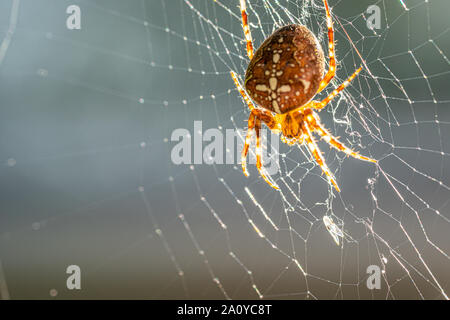 Ein großes Kreuz Spinne sitzt im Web ihre Spinne und lauert auf Beute Stockfoto