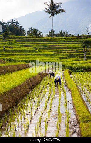 BALI, Indonesien - 26. JANUAR 2019: Nicht identifizierte Personen in Reisfeldern im Südosten von Bali, Indonesien. Indonesien ist der drittgrößte Produzent von Reis ich Stockfoto