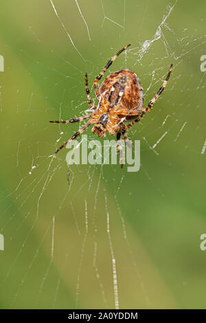 Ein großes Kreuz Spinne sitzt im Web ihre Spinne und lauert auf Beute Stockfoto