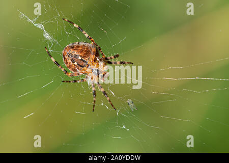 Ein großes Kreuz Spinne sitzt im Web ihre Spinne und lauert auf Beute Stockfoto