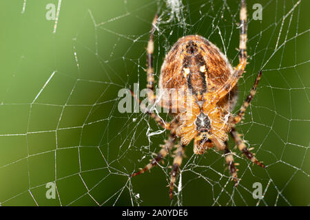 Ein großes Kreuz Spinne sitzt im Web ihre Spinne und lauert auf Beute Stockfoto