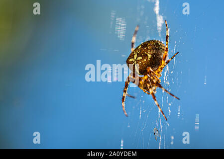 Ein großes Kreuz Spinne sitzt im Web ihre Spinne und lauert auf Beute Stockfoto