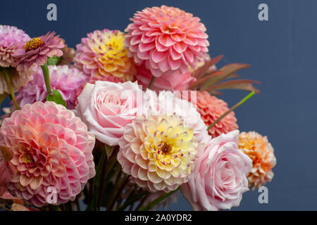 Florale Komposition von Dahlia Blumen, Rosen und Blätter im Herbst. Arty, leuchtend rot und rosa Blumenstrauß auf blauem Hintergrund Stockfoto