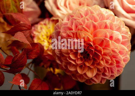 Florale Komposition von Dahlia Blumen, Rosen und Blätter im Herbst. Arty, leuchtend rot und rosa Blumenstrauß auf grauem Hintergrund Stockfoto