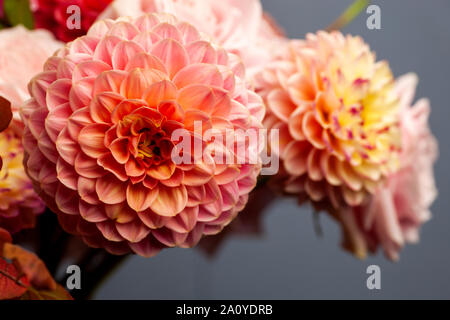 Florale Komposition von Dahlia Blumen, Rosen und Blätter im Herbst. Arty, leuchtend rot und rosa Blumenstrauß auf grauem Hintergrund Stockfoto