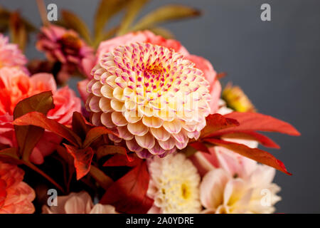 Florale Komposition von Dahlia Blumen, Rosen und Blätter im Herbst. Arty, leuchtend rot und rosa Blumenstrauß auf grauem Hintergrund Stockfoto