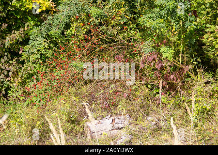 Herbst Wald mit einem Hagebutten Strauch Stockfoto