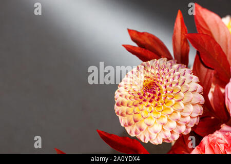 Florale Komposition von Dahlia Blumen, Rosen und Blätter im Herbst. Arty, leuchtend rot und rosa Blumenstrauß auf grauem Hintergrund Stockfoto