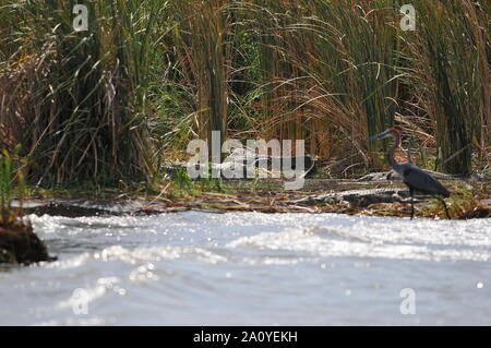 Krokodile im Chamo See Stockfoto