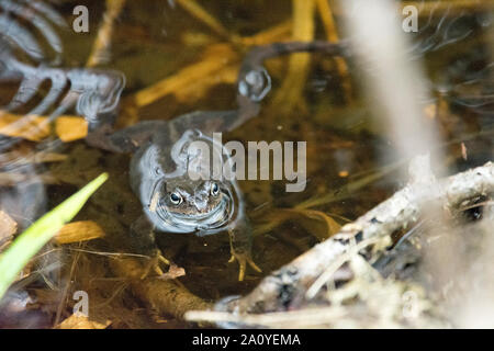 Moor Frog, Rana arvalis, sitzen im Wasser während der Paarungszeit im Frühjahr Stockfoto