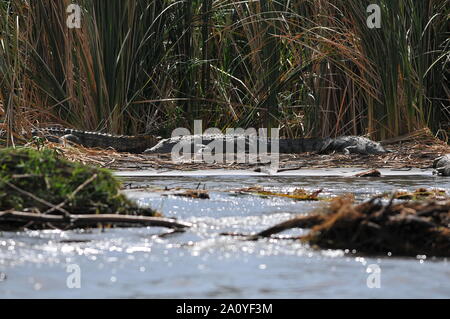 Krokodile im Chamo See Stockfoto