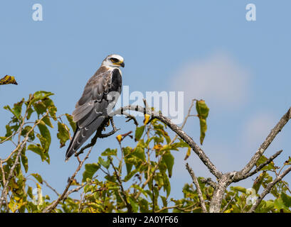 Eine White-tailed Kite (Elanus leucurus) auf einem Ast sitzend. Brazoria National Wildlife Refuge. Houston, Texas, USA. Stockfoto