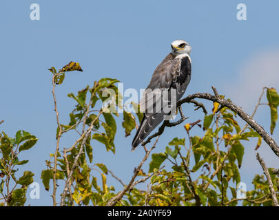 Eine White-tailed Kite (Elanus leucurus) auf einem Ast sitzend. Brazoria National Wildlife Refuge. Houston, Texas, USA. Stockfoto