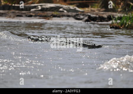 Krokodile von Chamo See Stockfoto