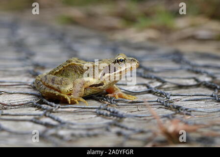 Grasfrosch Stockfoto