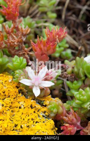 Englisch Fetthenne (sedum anglicum) und Gelbe Flechten, Vorland, Western Highlands, Schottland, Großbritannien Stockfoto