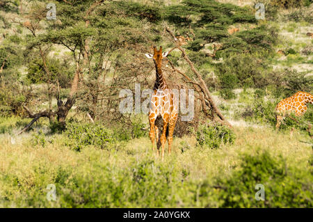 Giraffe Überquerung der Trail in Samburu Park im Zentrum von Kenia Stockfoto