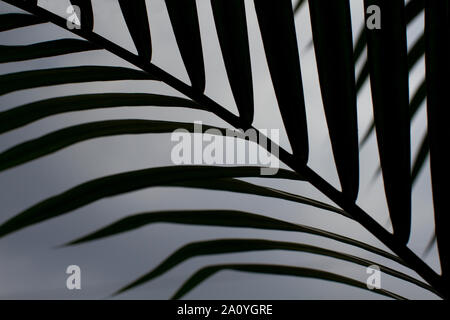 Eine silhouette Nahaufnahme exotische Areca Palm Blätter Stockfoto