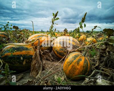 Große reife Kürbisse auf dem Feld an einem bewölkten Tag Stockfoto
